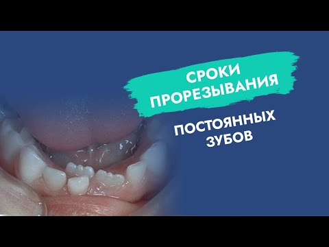 Видео: Сроки прорезывания постоянных зубов!