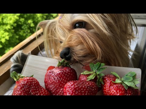 Видео: VLOG:НАШЕ УТРО И ВЕЧЕР,ЙОРКШИРСКИЕ ТЕРЬЕРЫ♥️