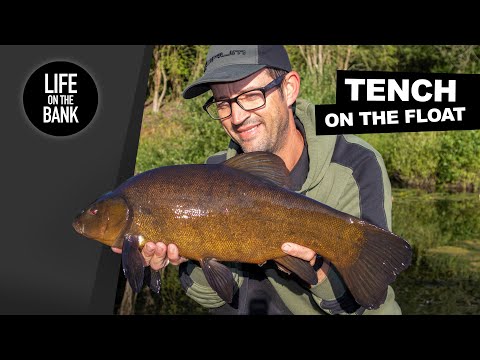 Видео: Ловля линя на поплавок