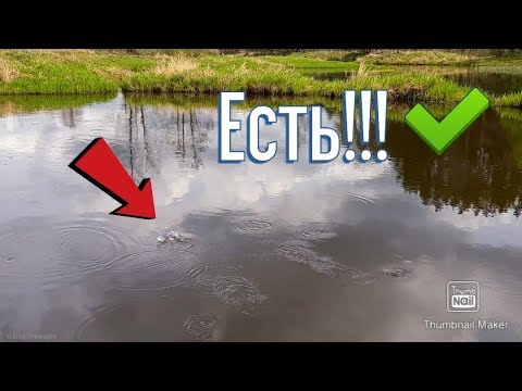 Видео: Ловля ЩУКИ на ЖИВЦА. Рыбалка на РУЧЕЙНИКА(ВОДЯНЧИКА)