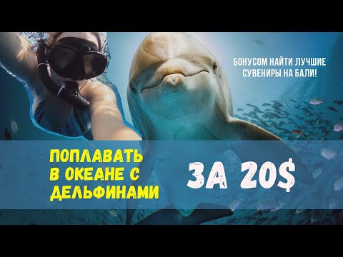 Видео: Поплавать с дельфинами за 20$ | Жизнь на Бали