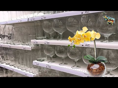 Видео: В магазин за новой вазой для орхидеи 😋🔥🤗 будни орхомана #phal #orchid #орхомания