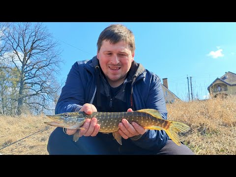 Видео: ХОТЬ НЕРЕСТ ХОТЬ НЕ НЕРЕСТ А НА ПОЛЮВАННЯ ВИХОДИТЬ! ЩУКА НА СПІНІННГ 2025