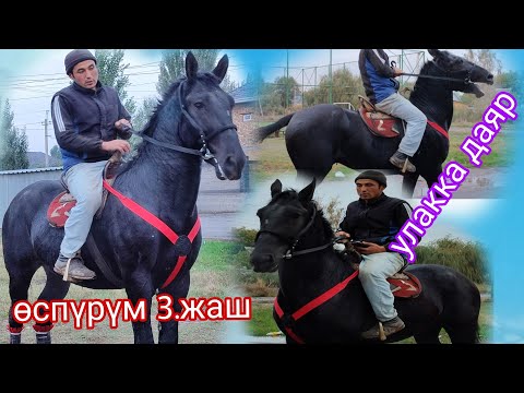 Видео: Береке Улакка Даяр пай пай екенго❤️❤️🔥