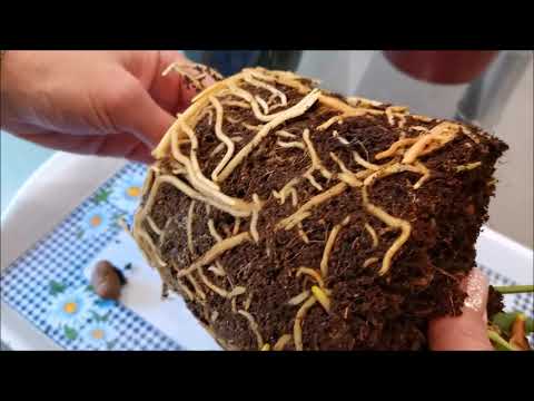 Видео: Пересаживаем антуриум Юта под микоризу