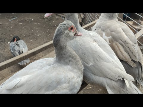 Видео: Лавандовые уточки на продажу .