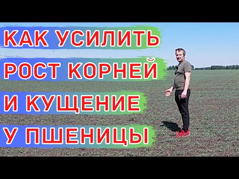 Видео: Первая листовая подкормка пшеницы. Фаза 2-ух листьев.