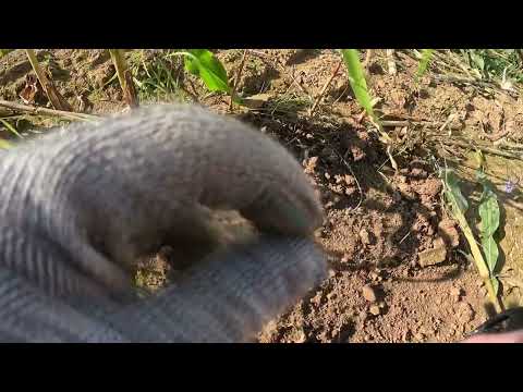 Видео: Пошли находки на поле