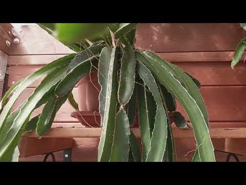 Видео: Питахайе три года. Как выглядит растение.