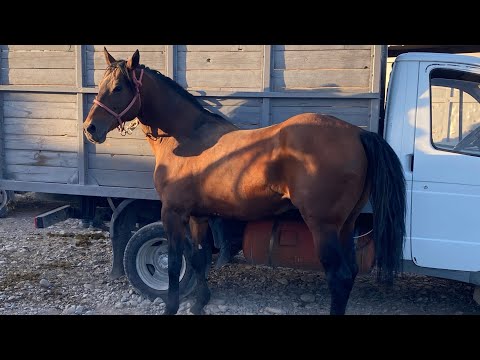 Видео: Туркестан Мал Базар Жылкы Тай Бие Айғыр Байтал 14.09.2025