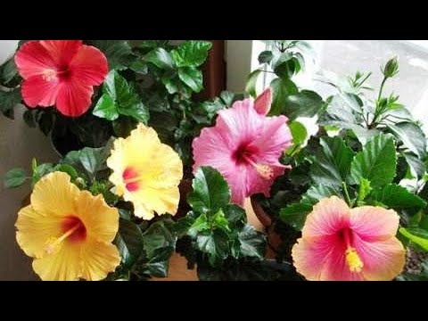 Видео: УЙ ГУЛЛАРИНИ ПАРВАРИШ КИЛИШ ВА ОЗУКАСИ.