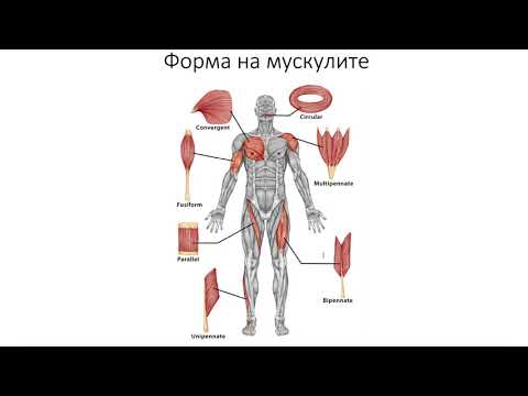 Видео: Мускули – Musculus (8:11) ┃teoriyata.com