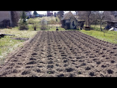 Видео: Посадка картофеля по Митлайдеру. Первый этап. Сорт Американка.