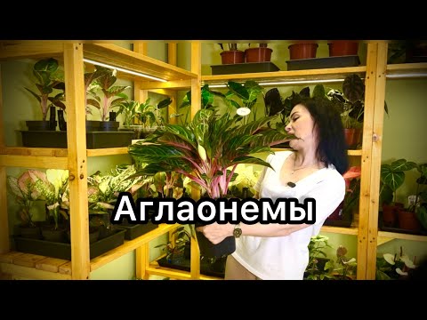 Видео: Обзор Аглаонем🌱Наличие и цены👌