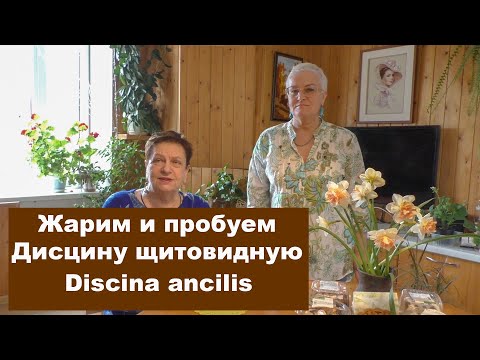 Видео: Жарим и пробуем Дисцину щитовидную (Блюдцевик розово-красный) -  Discina ancilis. Грибная кухня.