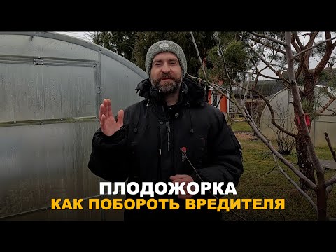 Видео: ЗАЩИТА САДА ОТ ВРЕДИТЕЛЕЙ. Спасение урожая от плодожорки, методы борьбы.
