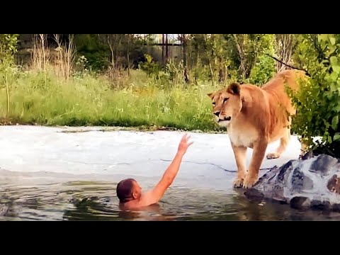 Видео: Решил ИСКУПАТЬСЯ СРЕДИ ЛЬВОВ! I DECIDED TO SWIM AMONG THE LIONS !