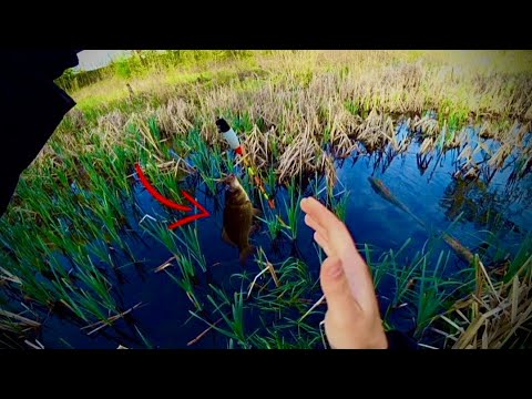 Видео: Рибалка на ПОПЛАВОК ТА БОКОВИЙ кивок в зеленій РОГОЗІ🌾🌾🌾 на КАРАСЯ!!!