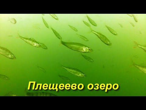 Видео: Очередная прогулка по Плещееву озеру