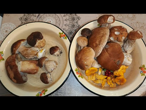 Видео: Мои первые боровики