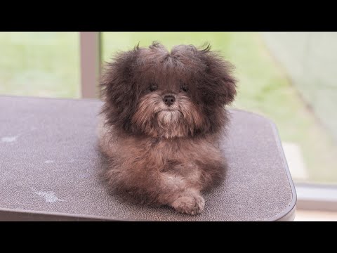 Видео: Я милый?