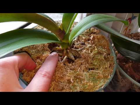 Видео: Мои орхидеи 2 недели без полива и ухода#13.05.2017