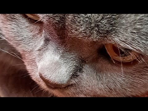 Видео: 🐾У Тома новый фант!🍬+NELLUX LIFE в прямом эфире! 💛 Игры и Забота - как это связано #recommended