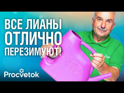 Видео: ЗОЛОТОЕ ПРАВИЛО ОБРЕЗКИ ВСЕХ ЛИАН, а также рецепт обработки от всех болезней