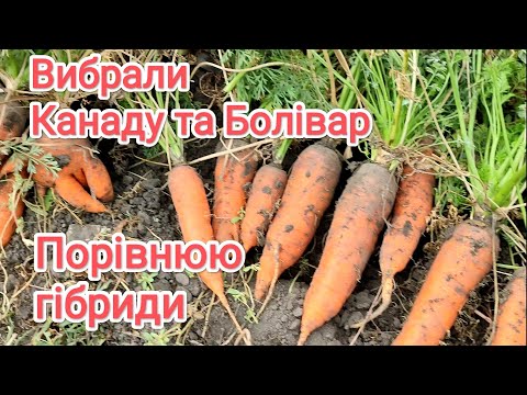 Видео: Вибрали моркву Канаду та Болівар. Порівнюю гібриди.