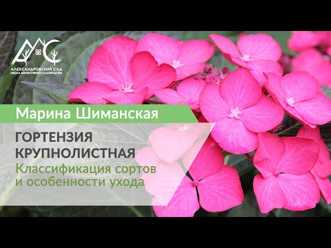 Видео: Гортензия крупнолистная