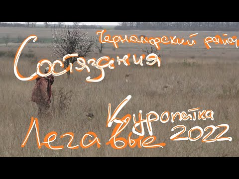 Видео: Состязания легавых по куропатке 2022 Черноморский район РОО "КРООР"