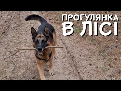 Видео: ПРОГУЛЯНКА В ОСІННЬОМУ ЛІСІ 🌲🍂 Проводимо час з чотирилапим другом 🐕