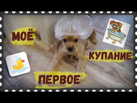 Видео: Наш ПЕРВЫЙ раз\Купание КОКЕРА\ щенок в ВАННЕ\