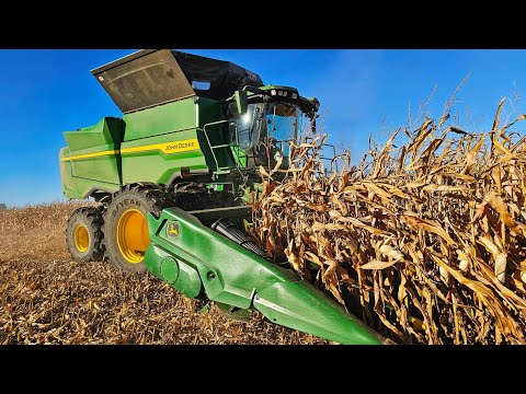 Видео: Почему наша кукуруза уже ТАКАЯ сухая?