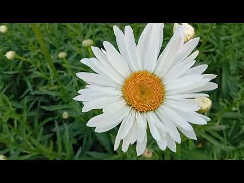 Видео: Система полива огорода