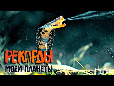 Видео: Самые страшные животные. Рекорды Моей Планеты с Тимофеем Баженовым @moyaplaneta
