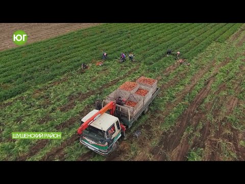 Видео: КФХ Юдиных завершает уборку овощей