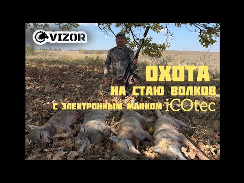Видео: Охота на волка. Охота на волков с электронным манком.Попал в самое логово!!!