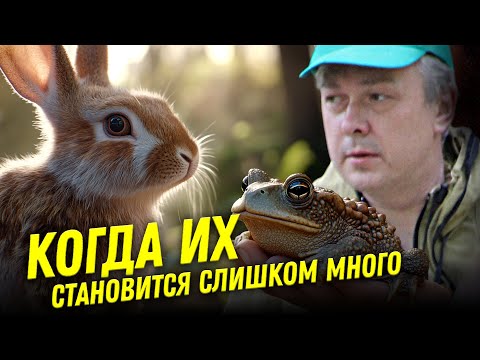 Видео: Мифы об инвазивных видах. Грозит ли нам судьба Австралии?  | Ученые против мифов 23-1