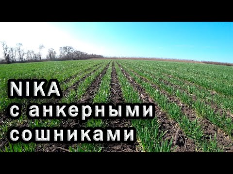 Видео: Пшеница посеянная сеялкой NIKA c двухрядными анкерными  сошниками.