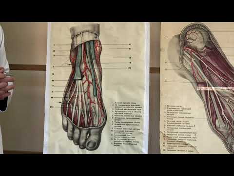 Видео: Стопа