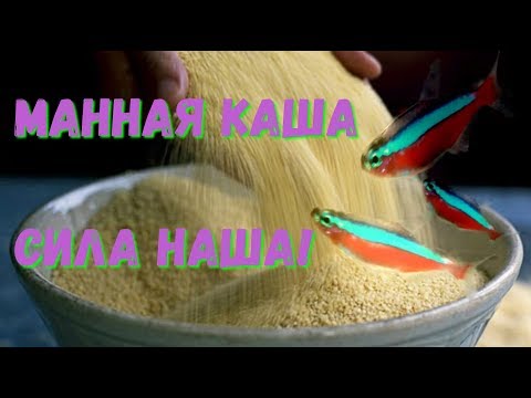 Видео: Чем кормить рыбок. Часть 2