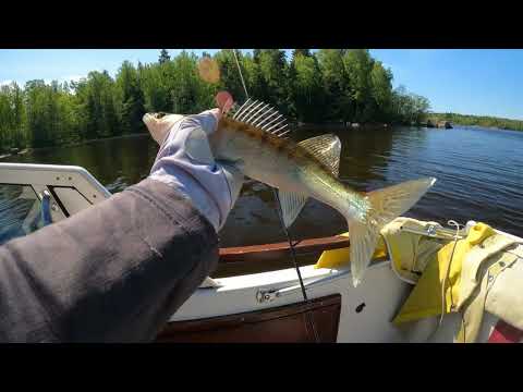 Видео: Рыбалка в Выборге. На катере по Заливу. Спиннинг, судак, окунь. #fishing #nature #travel