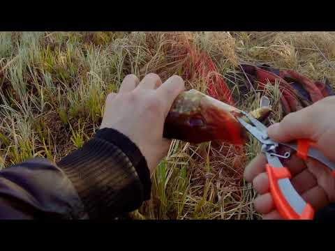 Видео: Разловил Jackall Magallon 113sp!Твичинг на деревенском пруду.