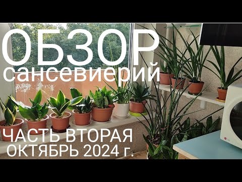 Видео: Сансевиерии на кухне, октябрь 2024 г. #sansevieria #сансевиерия #обзорсансевиерий #snakeplant