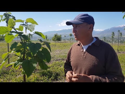 Видео: Бак өстүрүп байыйм десең - павловния өстүр / #Элет / #НТС / #Кыргызстан