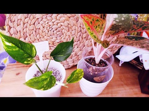 Видео: Пересадка Аглаонемы Prestige и Эпипремнума золотистого #aglaonema #аглаонемы #аглаонема #эпипремнум