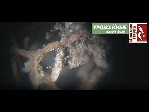 Видео: Стоит ли покупать микоризу для огородных растений?