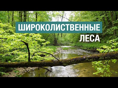 Видео: Широколиственные леса: богатство, требующее восстановления