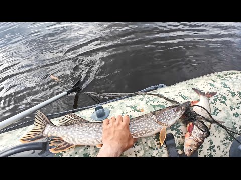 Видео: ПРОВЕРКА СЕТЕЙ В ПОЛОВОДЬЕ. РЫБАЛКА НА СЕТИ, СНИМАЕМ УЛОВ РЫБЫ. Лодка  X-River Rocky 375 НДВД.